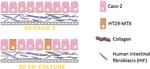 Development of an Improved 3D in vitro Intestinal Model to Perform Permeability Studies of Paracellular Compounds